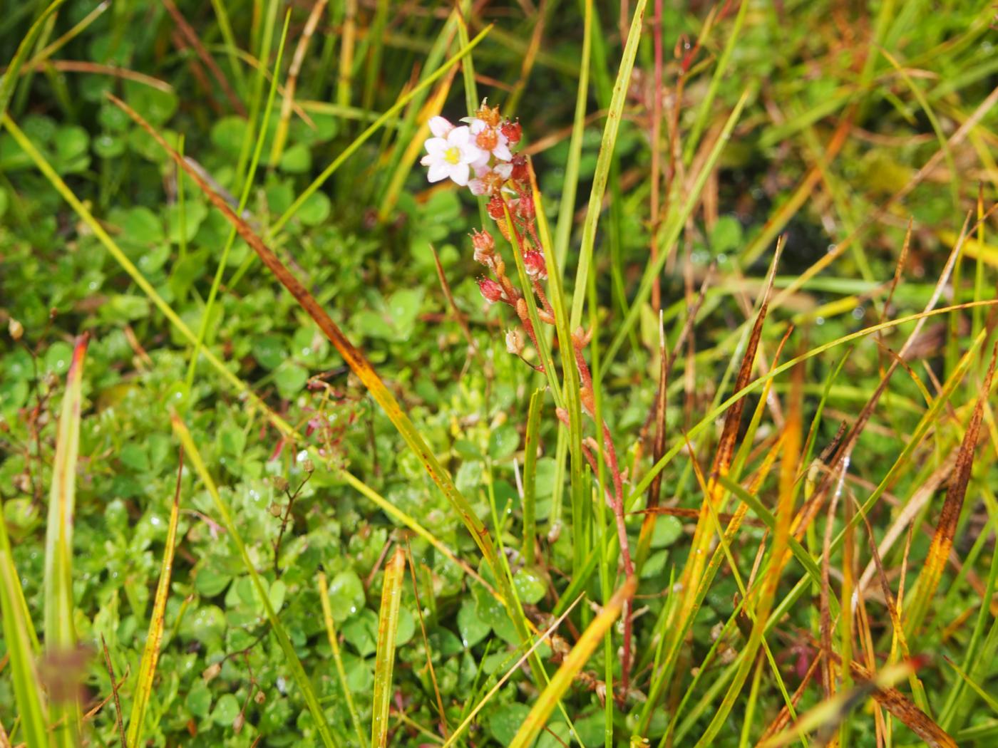 Stonecrop, Marsh plant